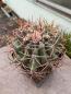 Preview: Ferocactus emoryi rectispinus