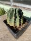 Preview: Ferocactus glaucescens inermis