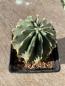 Preview: Ferocactus glaucescens inermis