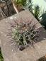 Preview: Ferocactus santa maria