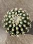 Preview: Echinocactus horizonthalonius