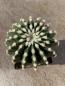 Preview: Echinocactus grussoni brevispinus