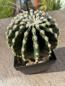 Preview: Echinocactus grussoni brevispinus