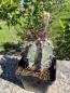 Preview: Astrophytum crassispinoides