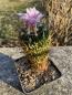 Preview: Stenocactus phyllacanthus