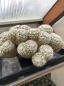 Preview: Mammillaria parkinsonii
