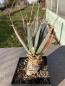 Preview: Leuchtenbergia principis