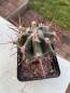 Preview: Echinocactus palmeri