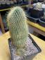 Preview: Notocactus leninghausii