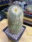 Preview: Notocactus leninghausii
