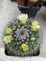 Preview: Mammillaria winterae