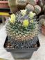 Preview: Mammillaria winterae