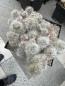 Preview: Mammillaria glassii