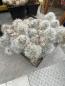 Preview: Mammillaria glassii