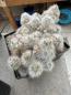 Preview: Mammillaria glassii