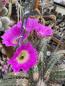 Preview: Echinocereus pentalophus