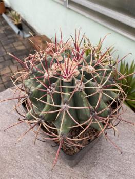 Ferocactus emoryi rectispinus