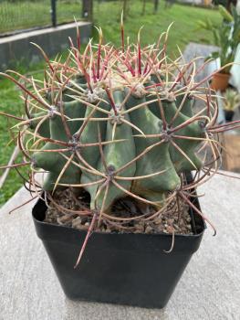 Ferocactus emoryi rectispinus