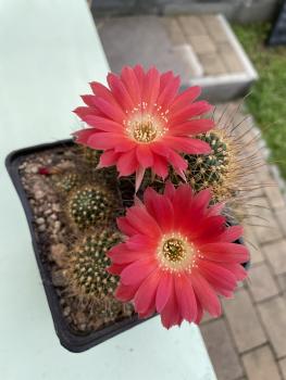 Lobivia hertrichiana