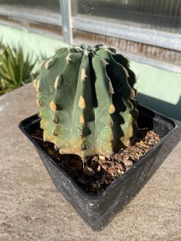 Ferocactus glaucescens inermis