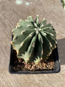 Ferocactus glaucescens inermis
