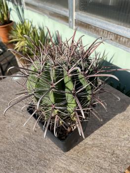 Ferocactus santa maria