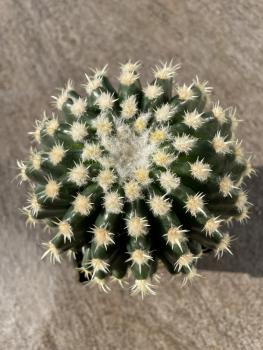 Echinocactus horizonthalonius