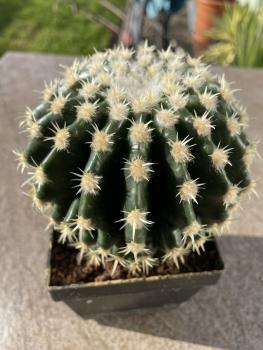 Echinocactus horizonthalonius