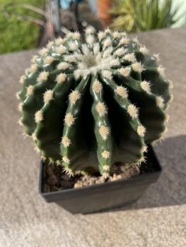 Echinocactus grussoni brevispinus