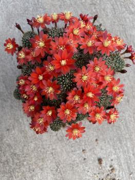 Sulcorebutia steinbachii Hybr.