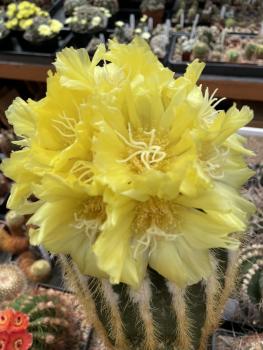 Eriocactus warasii