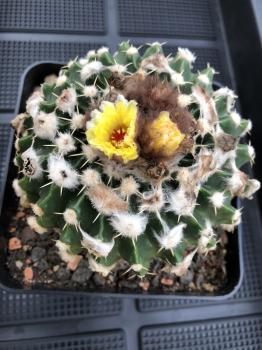 Wigginsia malacocarpus
