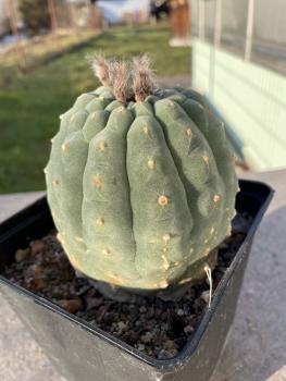 Matucana madisoniorum dornenlos