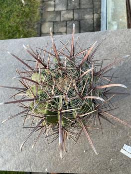 Ferocactus santa maria