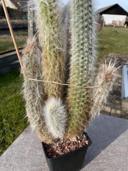 Oreocereus doelzianus