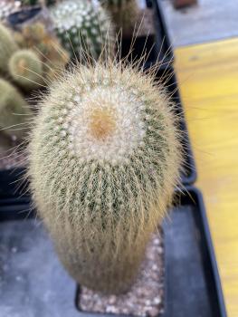 Notocactus leninghausii