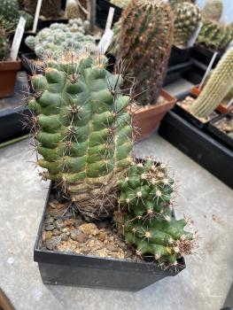 Thelocactus leucacanthus