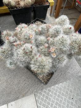 Mammillaria glassii
