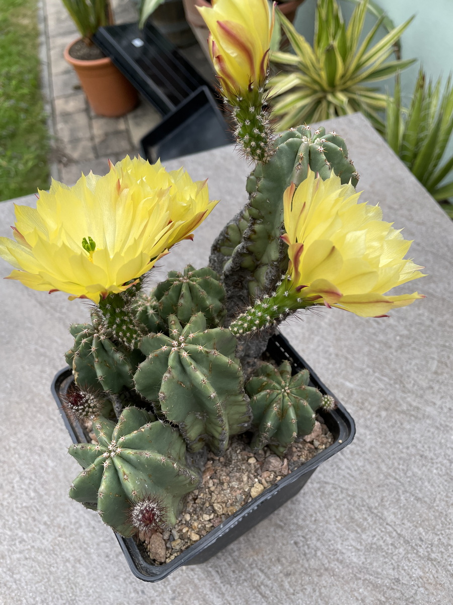 Kakteen Magg Webshop - Echinocereus ochoterenae