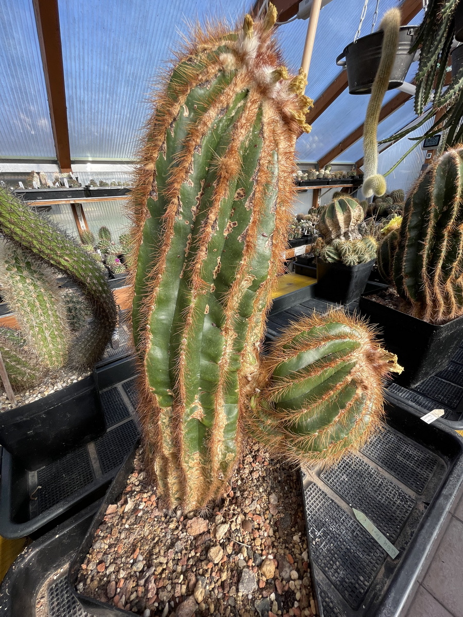 Kakteen Magg Webshop - Notocactus warasi hellbraun