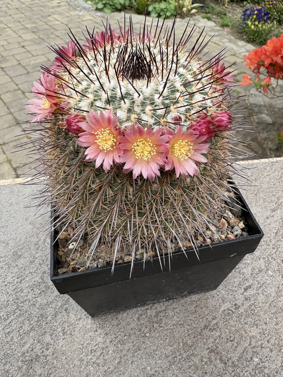 Kakteen Magg Webshop - Mammillaria lindsay