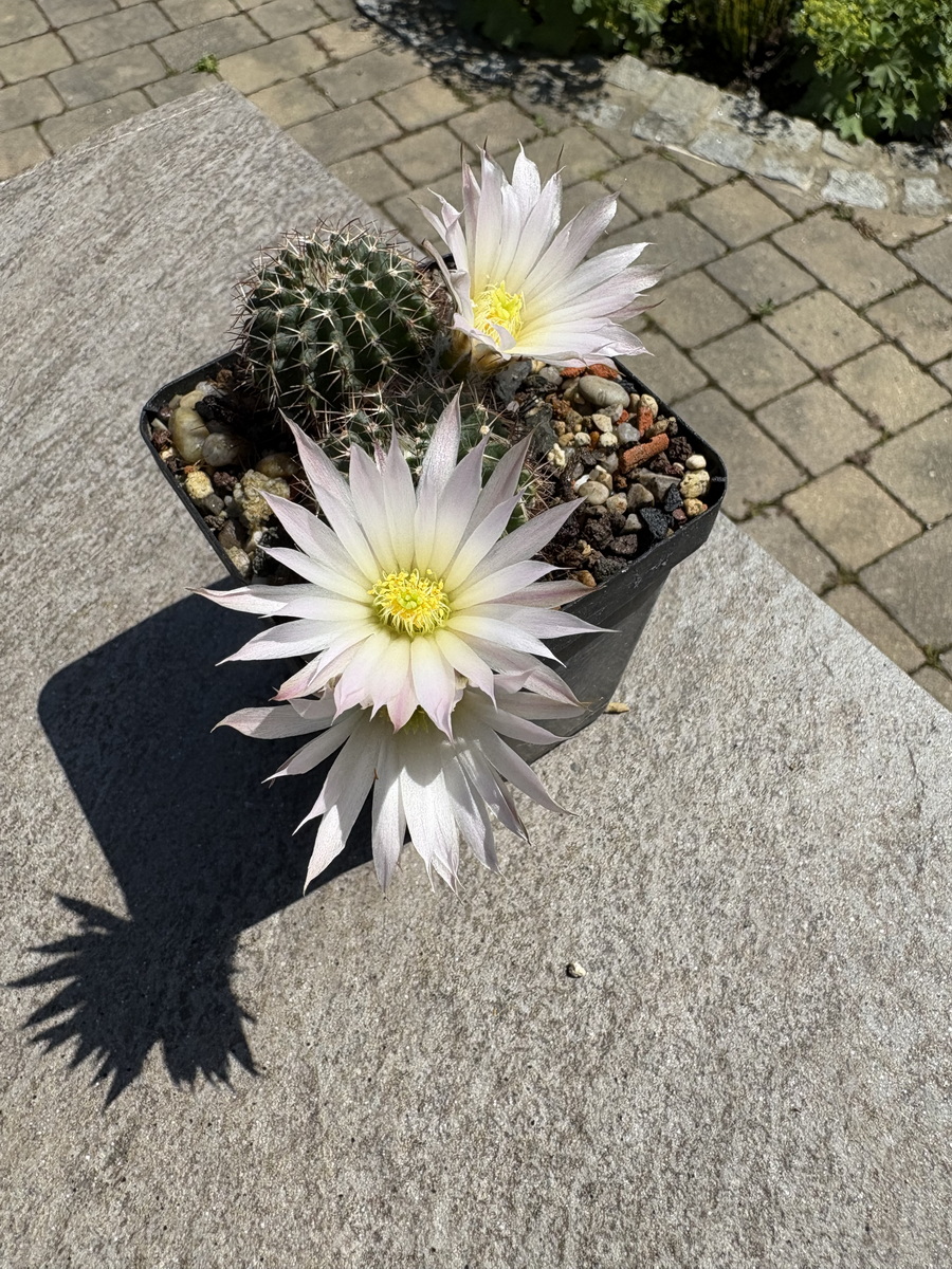Kakteen Magg Webshop - Echinocereus pulchellus sharpii