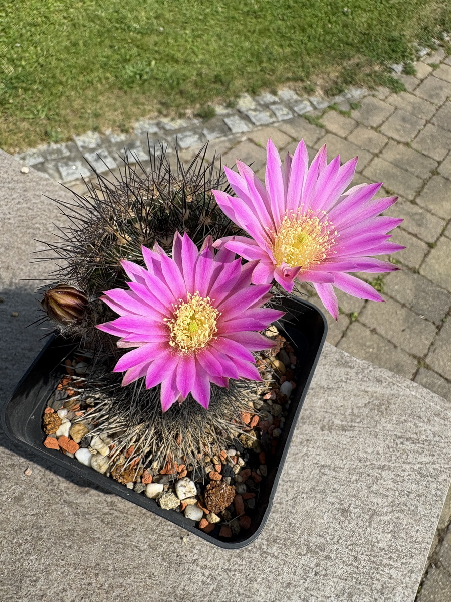 Echinocereus roemeri