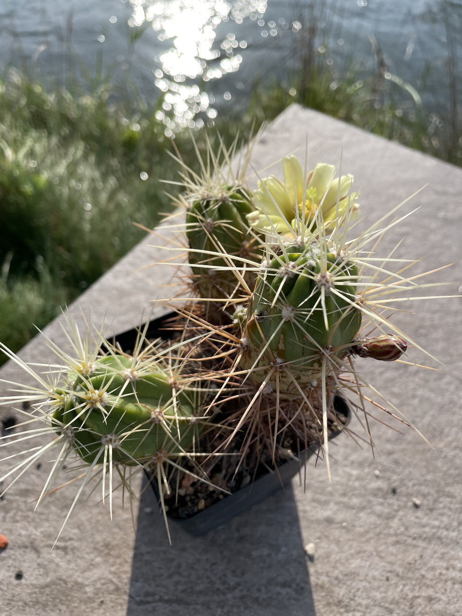 Echinocereus hancockii