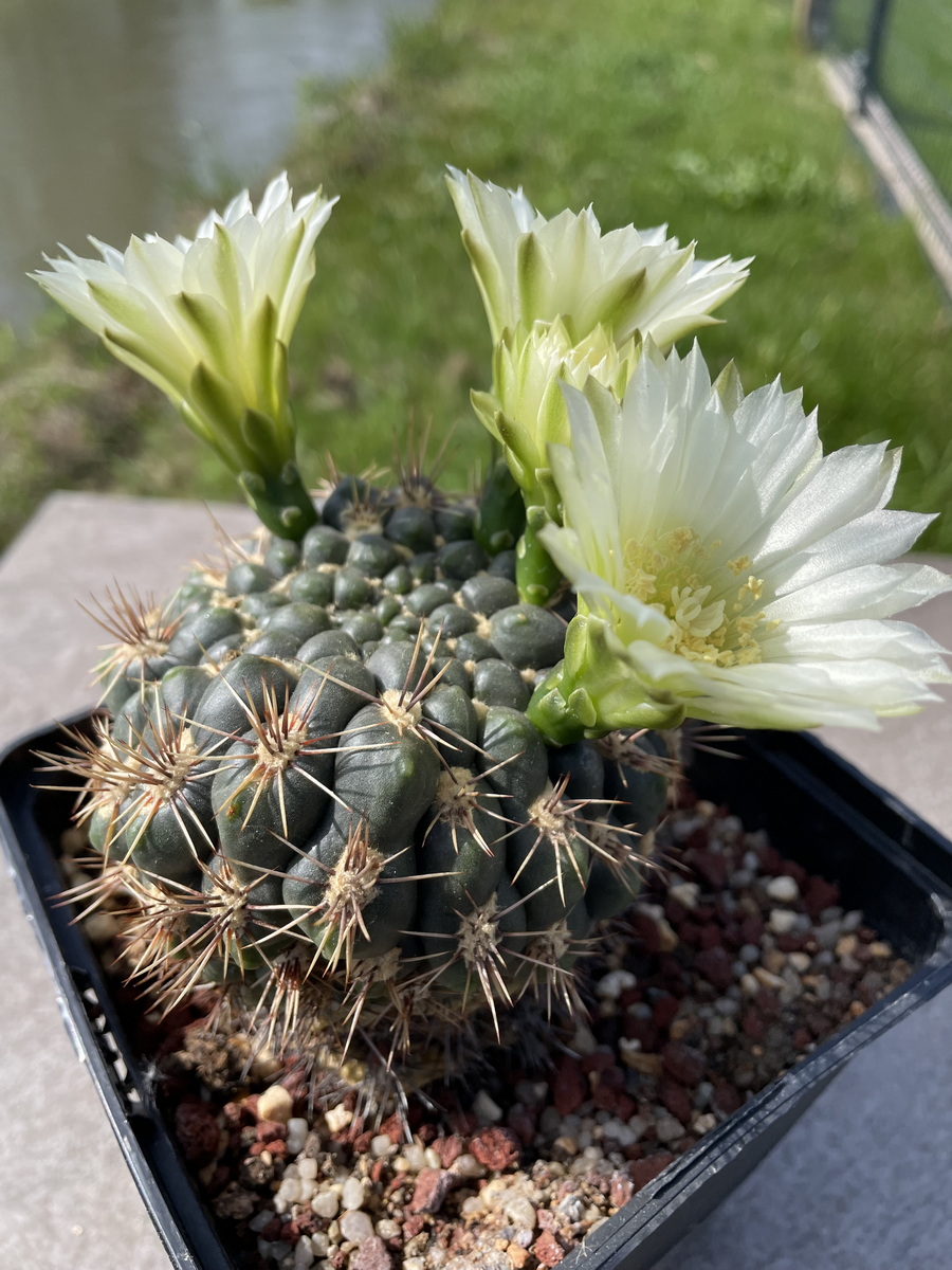 mammillaria wildii Mammillaria zeilmanniana – Cyprus Cactus main image 0