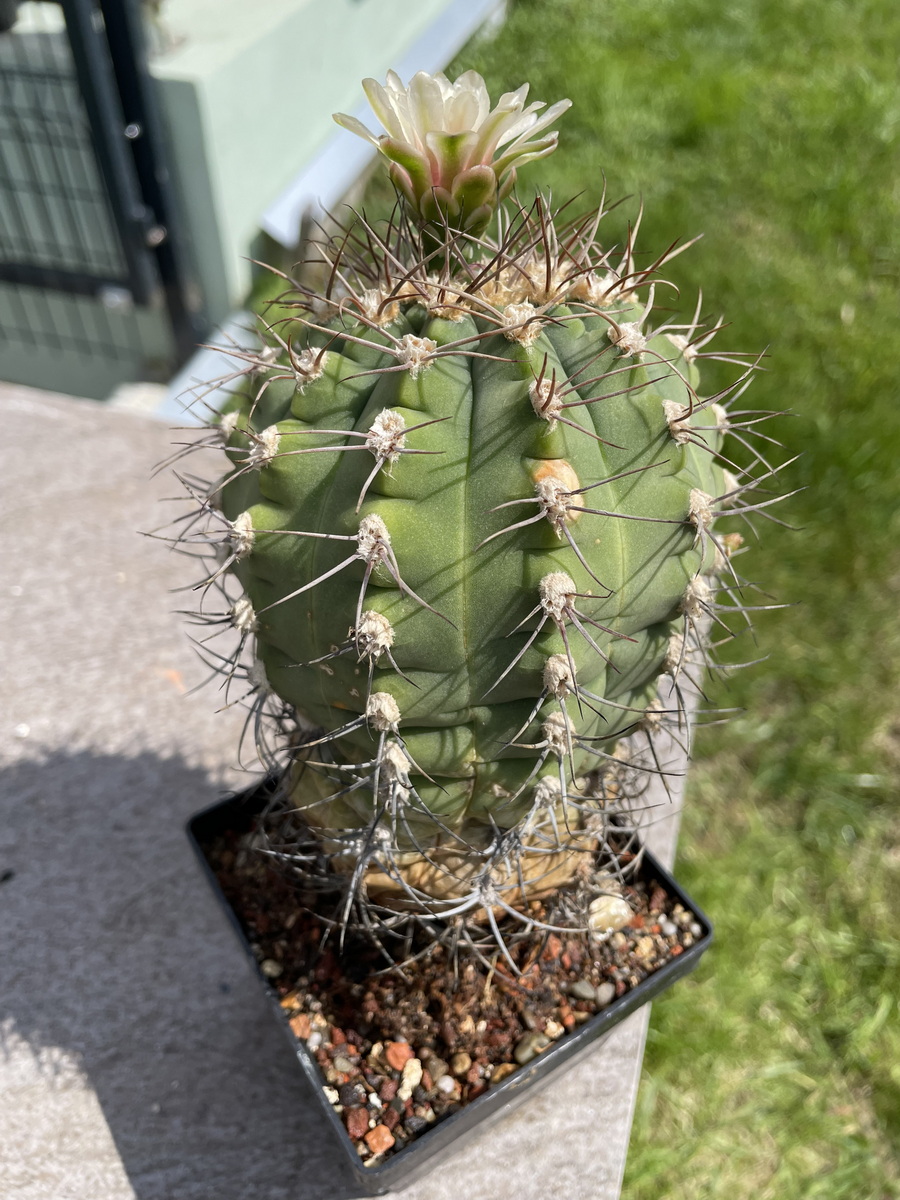 Kakteen Magg Webshop - Gymnocalycium nigriareolatum