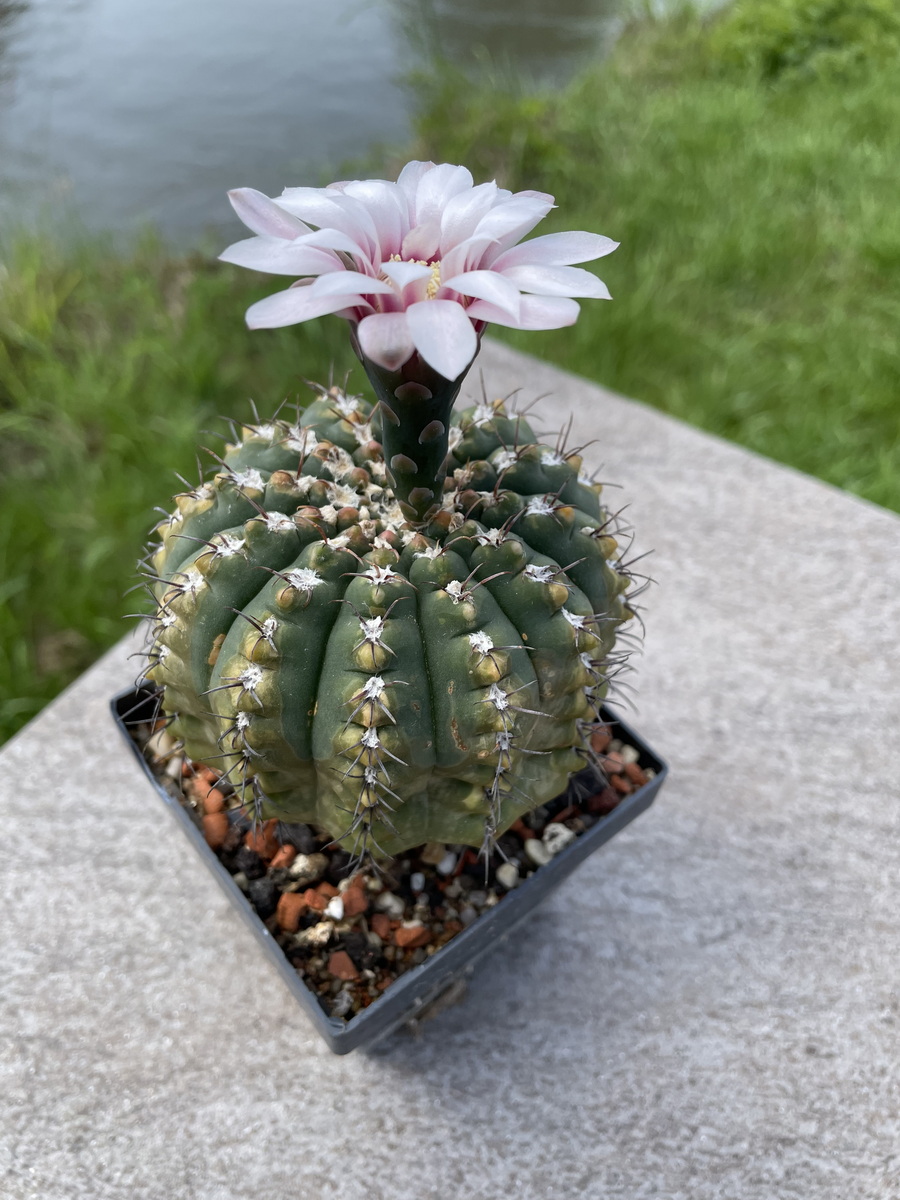 Kakteen Magg Webshop - Gymnocalycium quehlianum