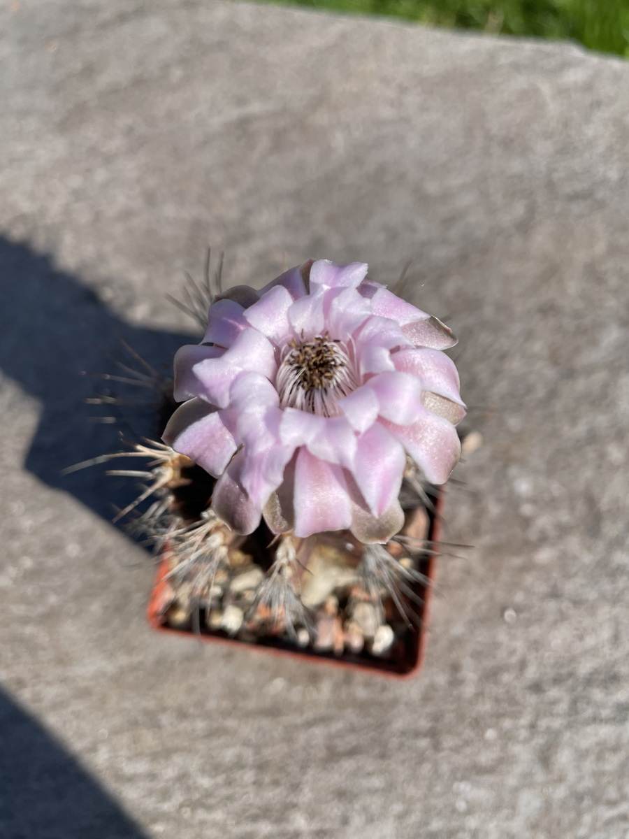Kakteen Magg Webshop - Gymnocalycium mihanovichii