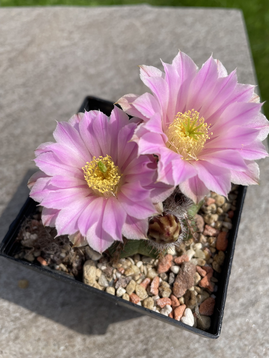 Kakteen Magg Webshop - Echinocereus weinbergii