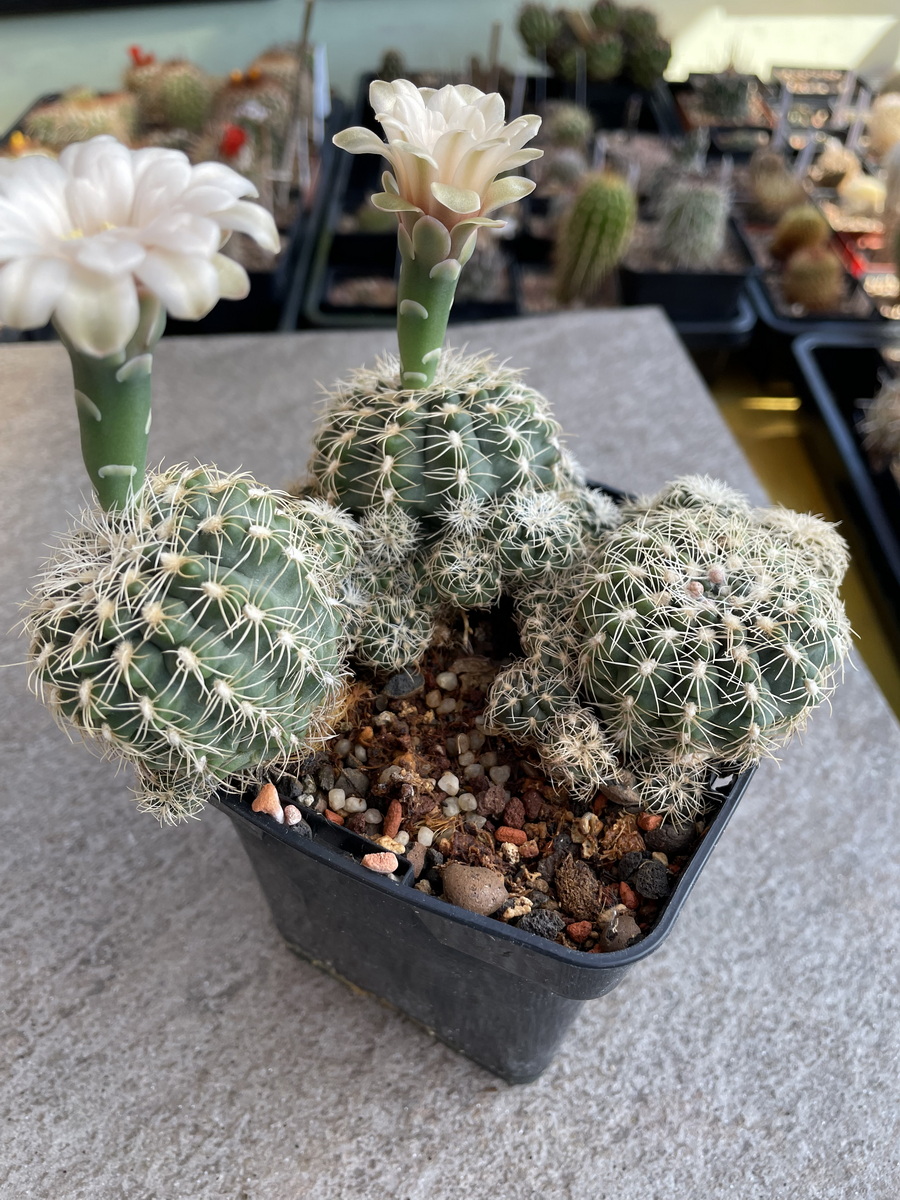 melocactus ernestii Melocactus Erythracanthus main image 0